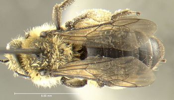 Media type: image;   Entomology 609436 Aspect: habitus dorsal view